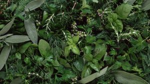 Antiinflamatorio natural: la hierba que está en todos lados y alivia dolores