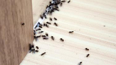 Si las hormigas continúan apareciendo, la mejor estrategia puede ser combinar distintas soluciones.-