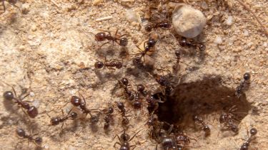 Especialistas en jardinería han compartido una preparación sencilla que permite combatir las hormigas de forma natural.-