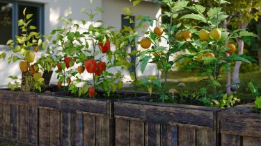 Huerta en casa: qué sembrar en abril para tener rápido tu propia producción