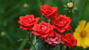 Esta planta es muy fácil de cuidar en macetas: regala flores perfumadas todo el año