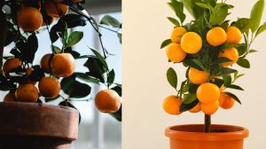 Ni jardín ni terreno: los 4 árboles frutales que podés tener en maceta y dan fruta en pocos años