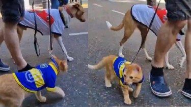 Las mascotas en la marcha de jubilados.