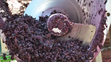 Orujos y escobajos de uva, bagazos de pera, manzana o berries pueden recuperar utilidad. Foto: Archivo. 