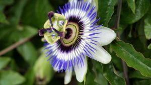 La planta trepadora del otoño: estalla en flores violetas y sus frutos tienen propiedades medicinales
