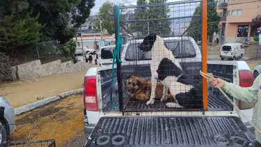 Los dos perros que atacaron a la mujer fueron trasladados al área de Zoonosis. Foto: gentileza