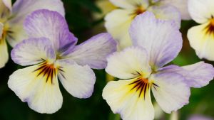 Cinco plantas ideales para llenar de flores el jardín en otoño