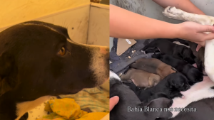 De la tragedia a la ternura: una perra dio a luz a 7 cachorros en medio del temporal en Bahía Blanca
