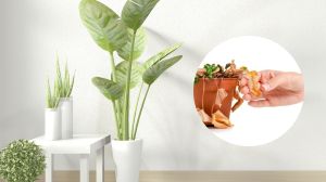 ¡No te des por vencido!: cómo resucitar tus plantas si se ven secas