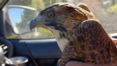 De la debilidad a la recuperación: un ñanco rescatado en Junín muestra avance en su salud