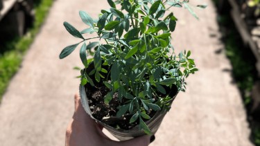 Ruda (Ruta graveolens).