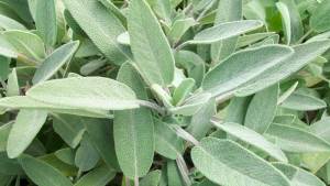 Una planta ayuda a regular el azúcar en sangre y mejora la memoria