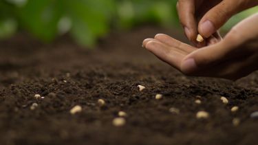 Entre las alternativas más recomendadas para esta época del año, la rúcula se posiciona como una excelente elección.-