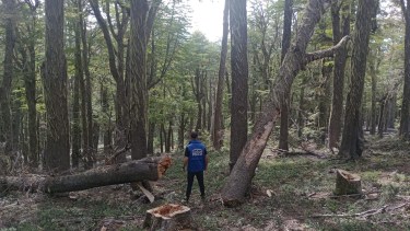 La fiscalía intimó a Nieves del Chapelco por la tala en zonas prohibidas. Foto: gentileza.