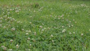 El sustituto del césped: un colchón verde en tu jardín, de fácil cuidado y no necesita cortarse
