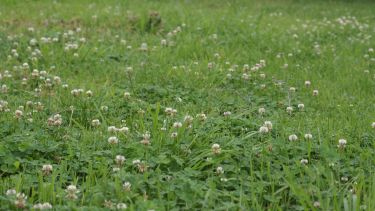 Esta planta perenne de porte rastrero alcanza aproximadamente 10 centímetros de altura y presenta hojas trifoliadas con pequeñas flores blancas o rosadas.-