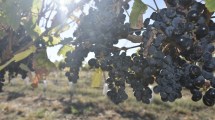 Imagen de El Malbec de la bodega que nació a la par de un olivar en San Antonio Oeste