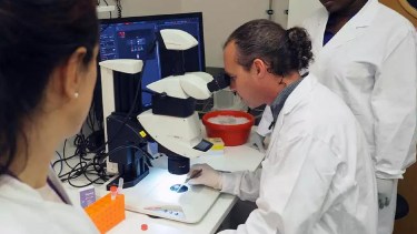 Aplicada en spray, los resultados de la droga son prometedores incluso en los mosquitos "Aedes aegypti", vector del dengue. Foto: Conicet. 