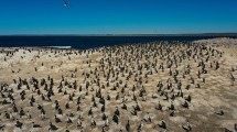 Imagen de Camarones, el pueblo mágico de la Ruta Azul de Chubut y un fenómeno marino que lo convierte en un santuario para aves, ballenas y peces