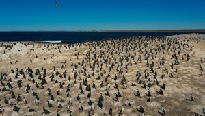 Camarones, el pueblo mágico de la Ruta Azul de Chubut y un fenómeno marino que lo convierte en un santuario para aves, ballenas y peces