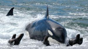 Captura sorprendente: mirá el varamiento de la orca Jazmín en Península Valdés