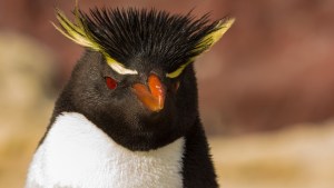 Día mundial del pingüino: la estrella carismática de la Patagonia ¿Dónde podés verlos?