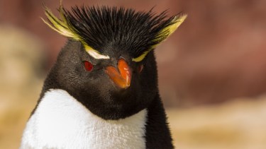 Día mundial del pingüino: la estrella carismática de la Patagonia ¿Dónde podés verlos?