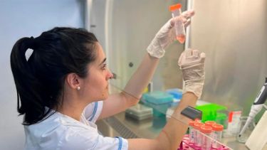 El modelo que utilizan las investigadoras emplea células bovinas. Foto: gentileza