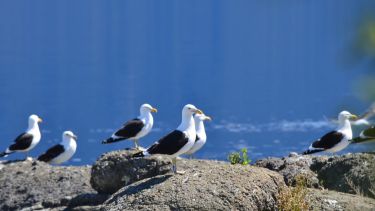 Con anillos rastrean el trayecto de las gaviotas cocineras que nidifican en el lago Nahuel Huapi