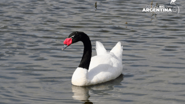 El Global Big Day se celebra el 10 de mayo en todo el mundo. 