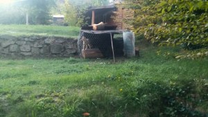 Zorro gris encerrado en Bariloche: polémica en el Parque Llao Llao por una denuncia anónima