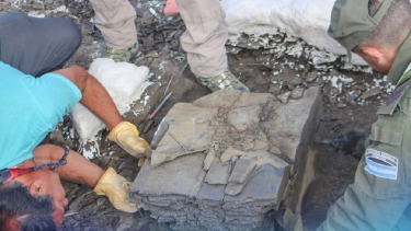 El ictiosaurio fue descubierto cerca de Loncopué. Foto: Facebook Loncopué. 