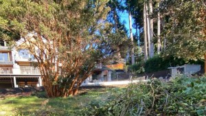 Cortaban especies protegidas para mejorarle la vista a un complejo en Villa La Angostura: la decisión del municipio