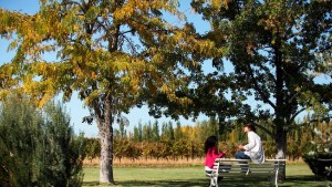 Por los Caminos del Vino: recorrer Río Negro con los cinco sentidos