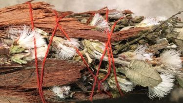 Las plantas para sahumar en Argentina acompañan procesos terapéuticos. Foto: gentileza