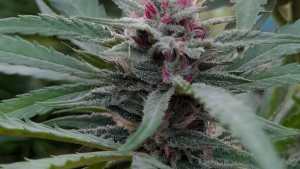 Festival Cultural 420 en Roca: música en vivo y charlas sobre cannabis terapéutico