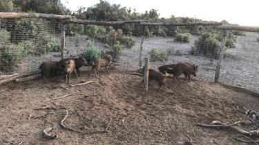 Los jabalíes son la especie exótica más dañina en el país. Foto: gentileza