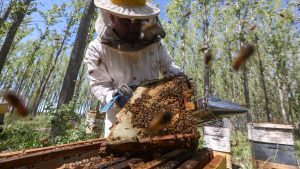 Más de 1.200 toneladas de miel por año: el potencial de la apicultura de Río Negro en la Patagonia