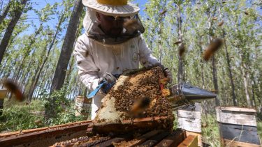 Más de 1.200 toneladas de miel por año: el potencial de la apicultura de Río Negro en la Patagonia
