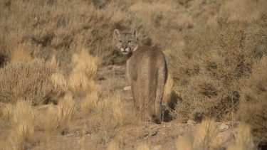 Denuncian caza ilegal y crueldad animal en Santa Cruz. Foto ilustrativa: Parque Patagonia