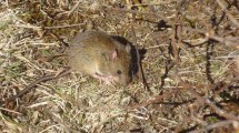 Imagen de Alerta por hantavirus en Río Negro: las claves para prevenir el contagio