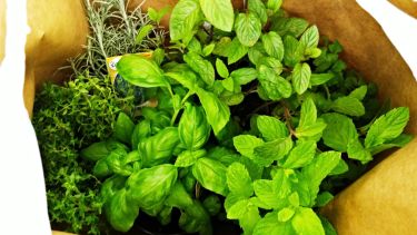 Empezar ahora, en otoño, es sembrar para cosechar bienestar en los meses que vienen.