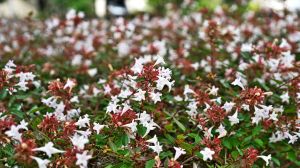 Qué plantar en otoño: el arbusto que cambia de color y florece durante meses