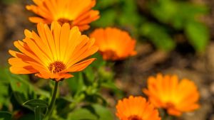 La planta resistente al frío que podés plantar en otoño y florece casi sin cuidados