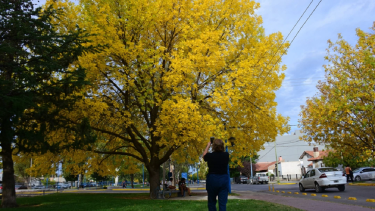 El buen clima domina Neuquén y el Alto Valle.
