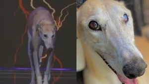 Gran Hermano: conocé a “Paris”, la perrita con una historia increíble que ingresó a la casa más famosa 