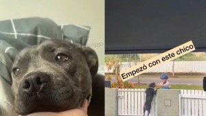 Su perro estaba triste porque nadie lo acariciaba y tuvo esta genial idea para cambiar la situación 