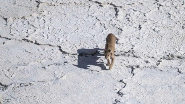 Un poblador denunció la presencia de pumas y la matanza de sus animales en Chubut. (Foto ilustrativa).