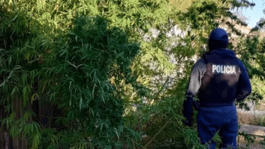 La Policía de Río Negro secuestró plantas de marihuana y un arma de fuego durante un allanamiento en General Godoy.