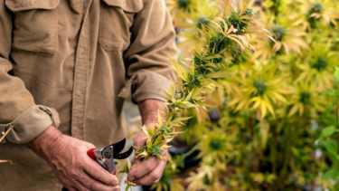 Violento robo a una asociación de cannabis en El Bolsón.